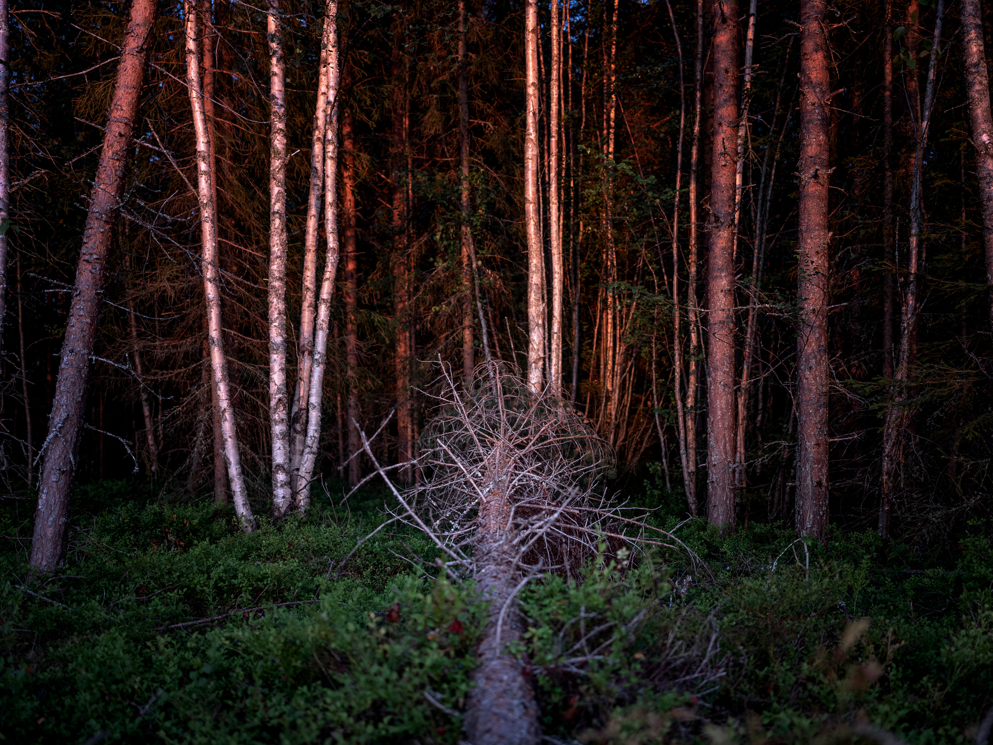 En fallen fura mitt i en mörk skog.